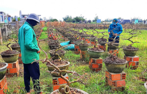 Thủ phủ mai vàng An Nhơn (Bình Định) tất bật vặt lá để kịp cho vụ Tết. Thủ phủ mai vàng An Nhơn (Bình Định) tất bật vặt lá để kịp cho vụ Tết.