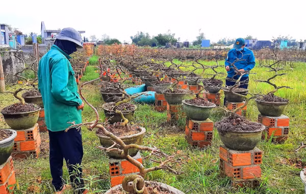 Thủ phủ mai vàng An Nhơn (Bình Định) tất bật vặt lá để kịp cho vụ Tết.