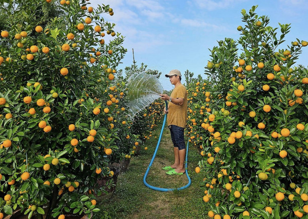 Quất kiểng Hội An năm nay được mùa, được giá khiến người trồng phấn khởi Quất kiểng Hội An năm nay được mùa, được giá khiến người trồng phấn khởi