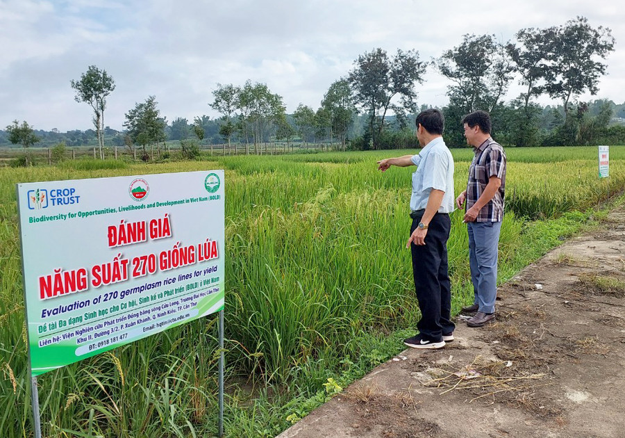 Ruộng lúa nhân dòng tại Trung tâm Nghiên cứu giống cây trồng tỉnh. Ảnh: N.D Ruộng lúa nhân dòng tại Trung tâm Nghiên cứu giống cây trồng tỉnh. Ảnh: N.D