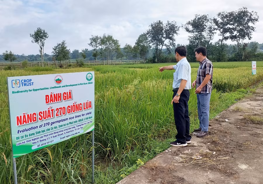 Ruộng lúa nhân dòng tại Trung tâm Nghiên cứu giống cây trồng tỉnh. Ảnh: N.D