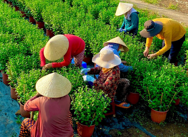 Làng hoa Dương Sơn (Đà Nẵng) tất bật cho vụ Tết Làng hoa Dương Sơn (Đà Nẵng) tất bật cho vụ Tết