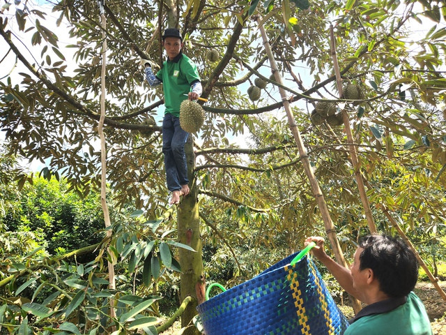 Tuy giá giảm nhưng nông dân vẫn thu lợi nhuận khoảng 500 triệu đồng/ha sầu riêng Tuy giá giảm nhưng nông dân vẫn thu lợi nhuận khoảng 500 triệu đồng/ha sầu riêng
