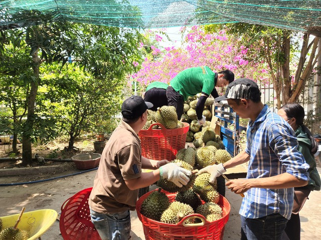 Giá sầu riêng tại ĐBSCL giảm mạnh so với đầu tháng 3 Giá sầu riêng tại ĐBSCL giảm mạnh so với đầu tháng 3