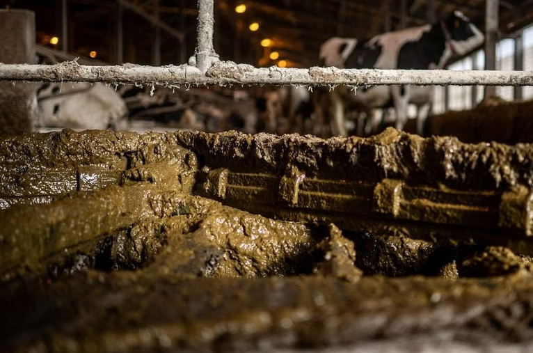 Biomethane lỏng được sản xuất hoàn toàn bằng khí từ phân bò tại các trang trại nuôi bò sữa địa phương. Ảnh: AFP Biomethane lỏng được sản xuất hoàn toàn bằng khí từ phân bò tại các trang trại nuôi bò sữa địa phương. Ảnh: AFP