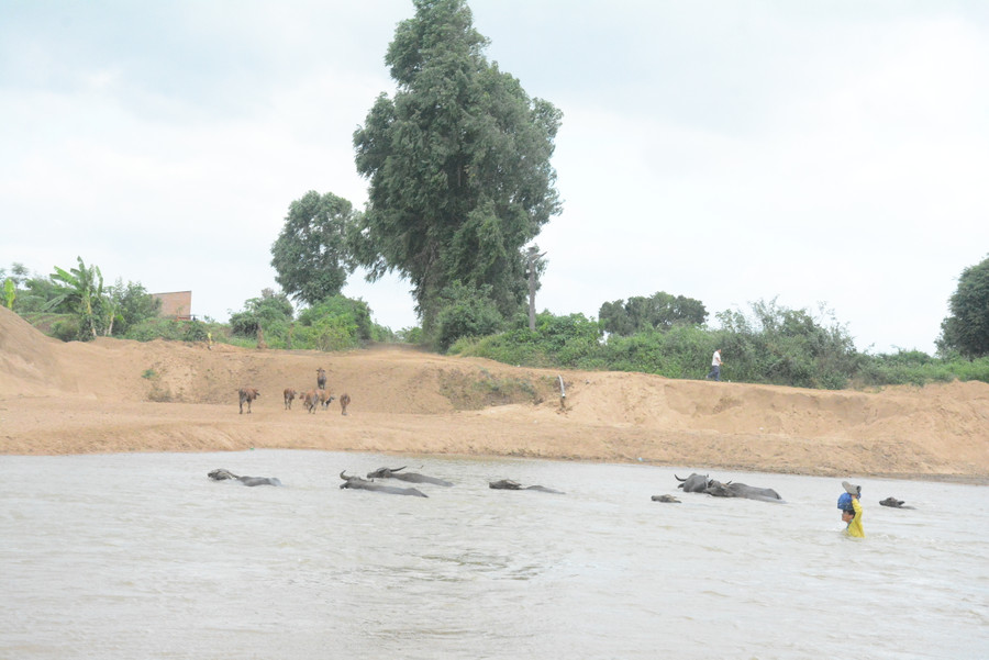 Anh Siu Đại (Tổ dân phố 9, thị trấn Phú Thiện) một tay giữ ba lô trên đầu cho khỏi ướt rồi khua tay còn lại bơi theo phía sau đàn trâu để qua sông. Ảnh: M.N
