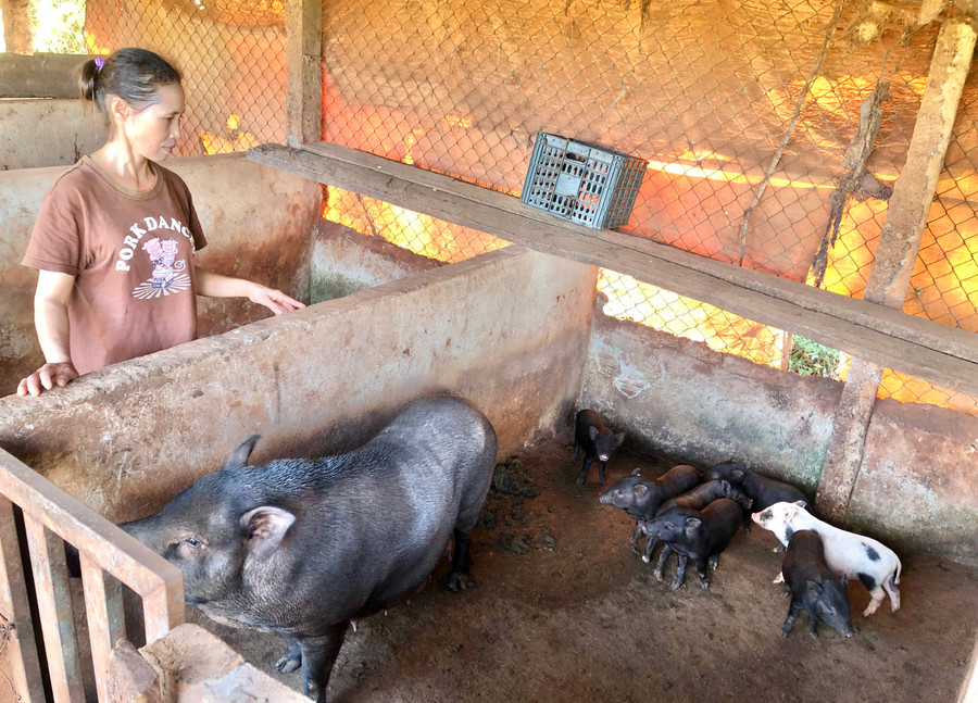 Đàn heo Broong con của gia đình bà Nguyễn Thị Hoài được khoảng 2 tháng tuổi. Ảnh: L.N Đàn heo Broong con của gia đình bà Nguyễn Thị Hoài được khoảng 2 tháng tuổi. Ảnh: L.N