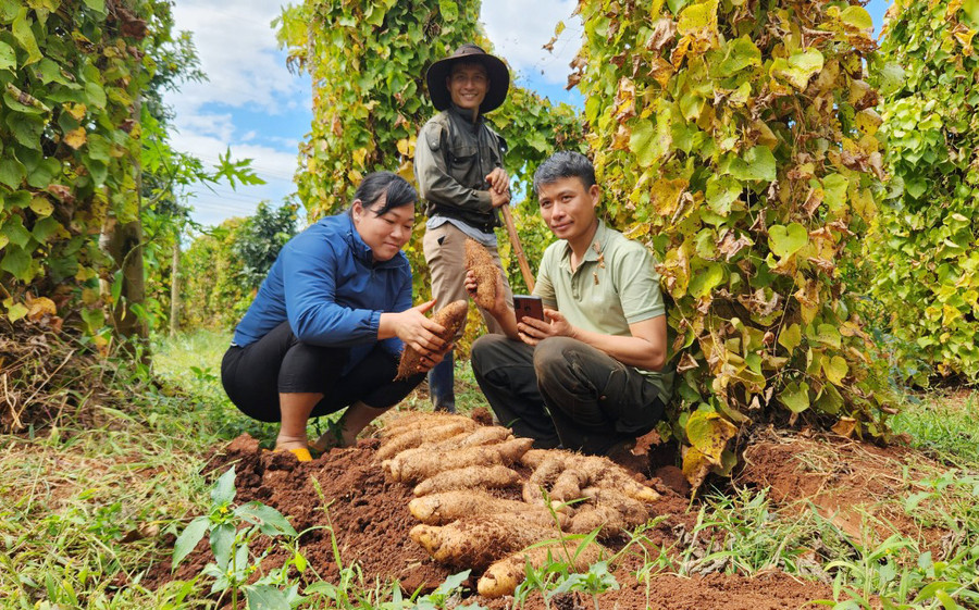 Mỗi vụ khoai từ, gia đình anh Phạm Văn Toàn (bìa phải; thôn Mỹ Thạch 3, thị trấn Chư Sê) lãi hơn 200 triệu đồng/ha. Ảnh: P.N Mỗi vụ khoai từ, gia đình anh Phạm Văn Toàn (bìa phải; thôn Mỹ Thạch 3, thị trấn Chư Sê) lãi hơn 200 triệu đồng/ha. Ảnh: P.N