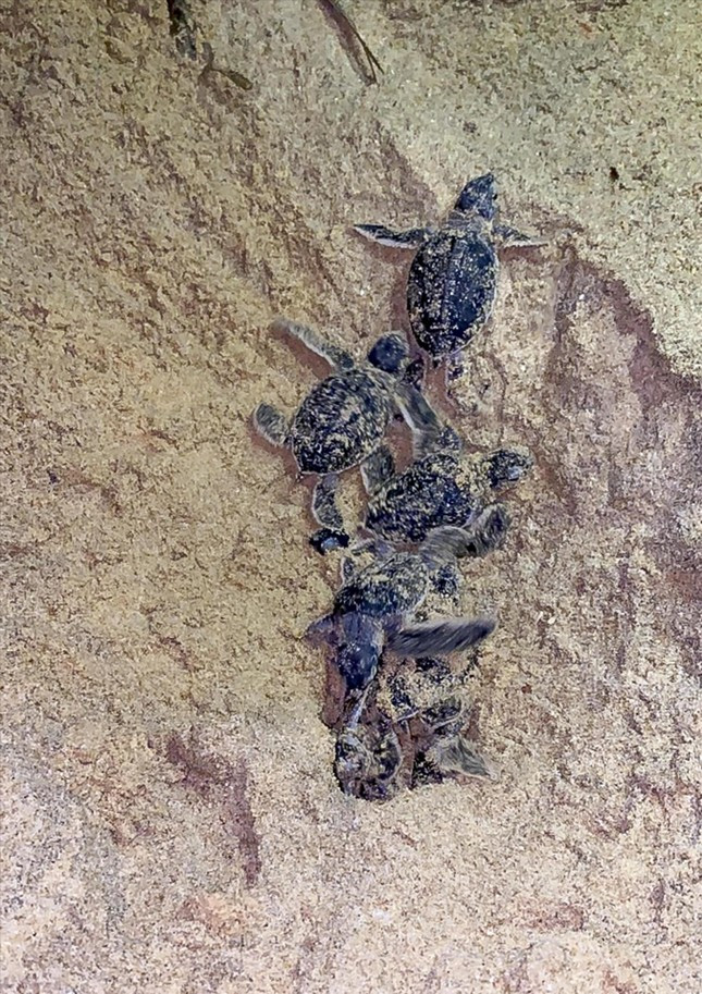 Những chú rùa con chui lên từ ổ sau hơn 50 ngày ấp. Ảnh: NVCC Những chú rùa con chui lên từ ổ sau hơn 50 ngày ấp. Ảnh: NVCC