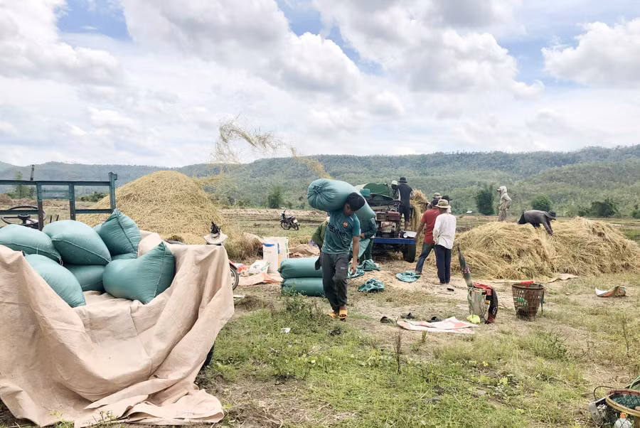 Người dân xã Ayun thu hoạch lúa. Ảnh: Q.T Người dân xã Ayun thu hoạch lúa. Ảnh: Q.T