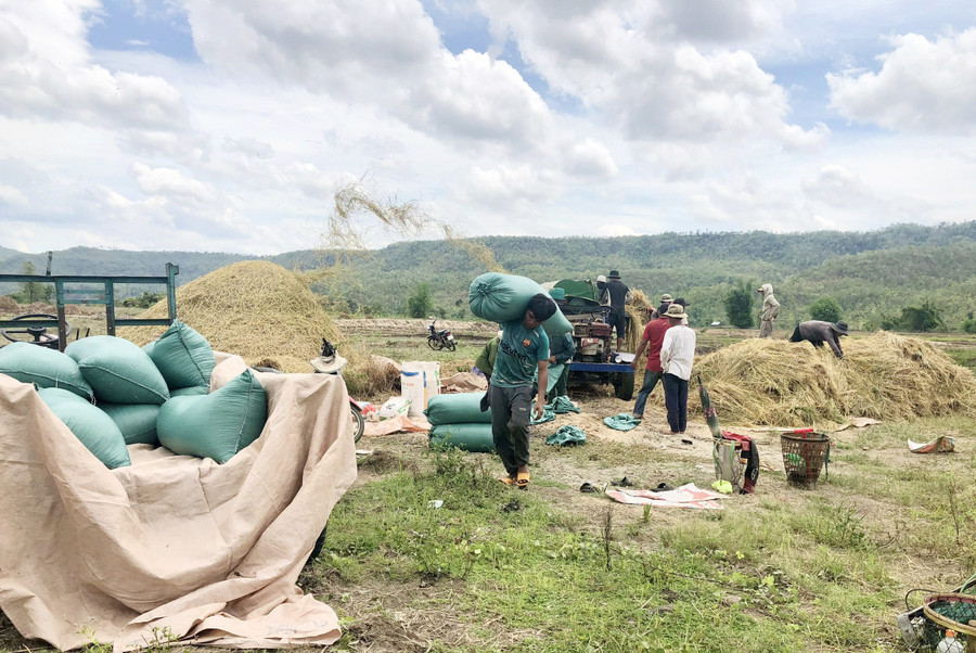 Người dân xã Ayun thu hoạch lúa. Ảnh: Q.T Người dân xã Ayun thu hoạch lúa. Ảnh: Q.T