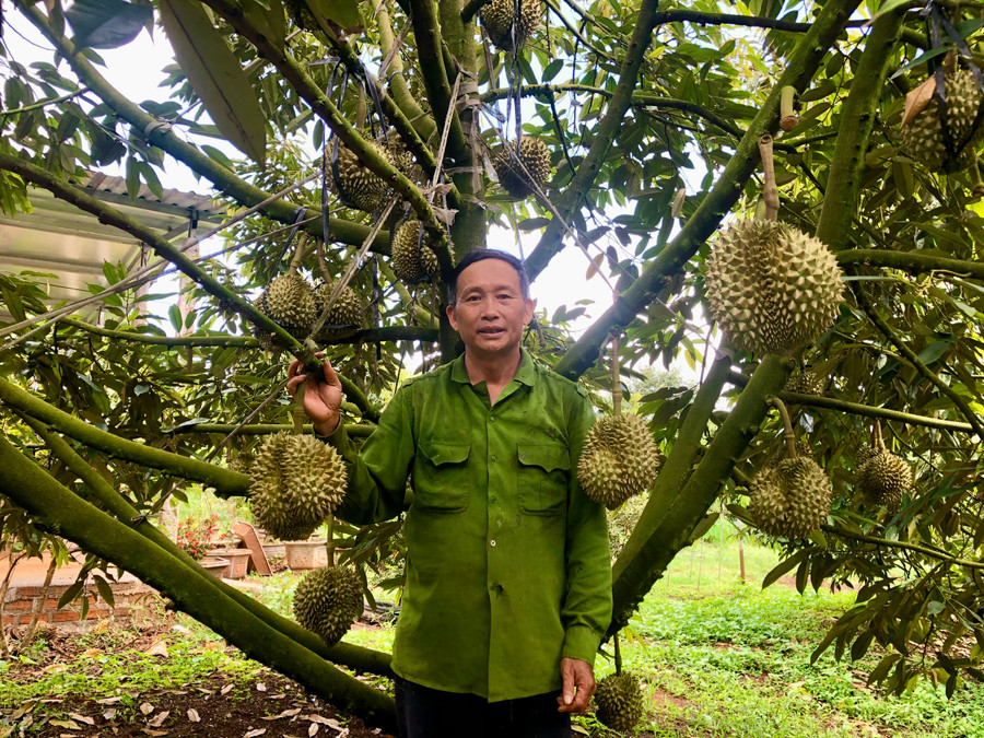 Ông Lê Quang Giang (thôn 2, xã Ia Ka) trồng 80 cây sầu riêng cho thu hoạch khoảng 14 tấn, thu nhập hơn 700 triệu đồng. Ảnh: L.N Ông Lê Quang Giang (thôn 2, xã Ia Ka) trồng 80 cây sầu riêng cho thu hoạch khoảng 14 tấn, thu nhập hơn 700 triệu đồng. Ảnh: L.N