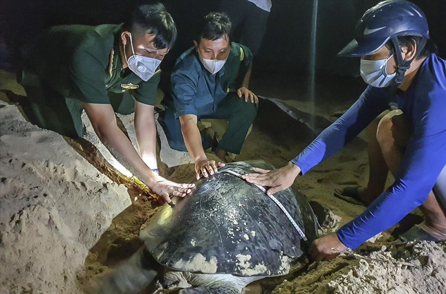 Anh Sáng (ngoài cùng bên phải) cùng lực lượng chức năng trong một lần hỗ trợ rùa đẻ. Ảnh: NVCC Anh Sáng (ngoài cùng bên phải) cùng lực lượng chức năng trong một lần hỗ trợ rùa đẻ. Ảnh: NVCC