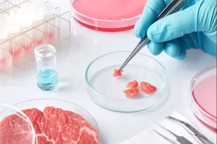 Thịt được nuôi trong phòng thí nghiệm. Nguồn: Shutterstock