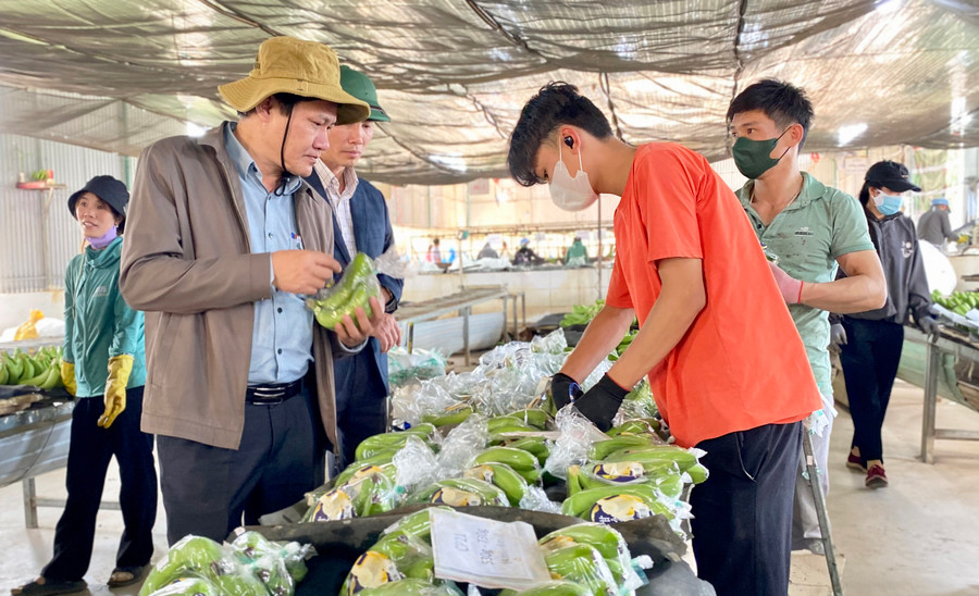 Đoàn giám sát của HĐND tỉnh tham quan Nhà máy chế biến hoa quả của Công ty cổ phần Chăn nuôi Gia Lai (xã Lơ Pang, huyện Mang Yang). Ảnh: H.D Đoàn giám sát của HĐND tỉnh tham quan Nhà máy chế biến hoa quả của Công ty cổ phần Chăn nuôi Gia Lai (xã Lơ Pang, huyện Mang Yang). Ảnh: H.D