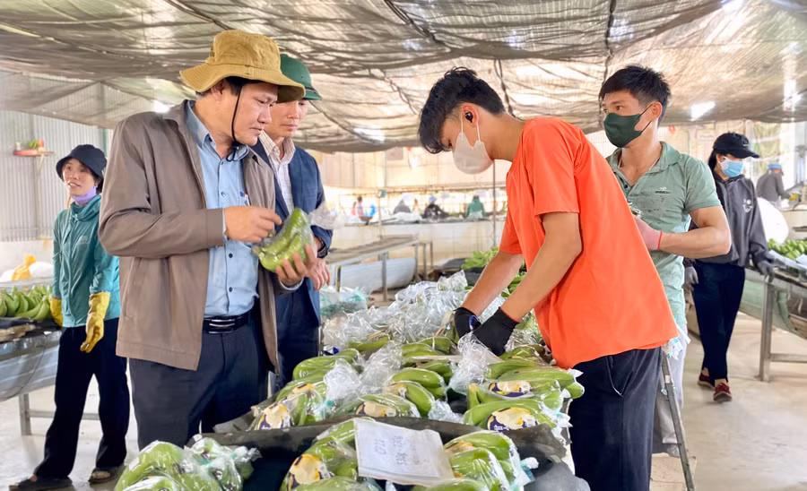 Đoàn giám sát của HĐND tỉnh tham quan Nhà máy chế biến hoa quả của Công ty cổ phần Chăn nuôi Gia Lai (xã Lơ Pang, huyện Mang Yang). Ảnh: H.D