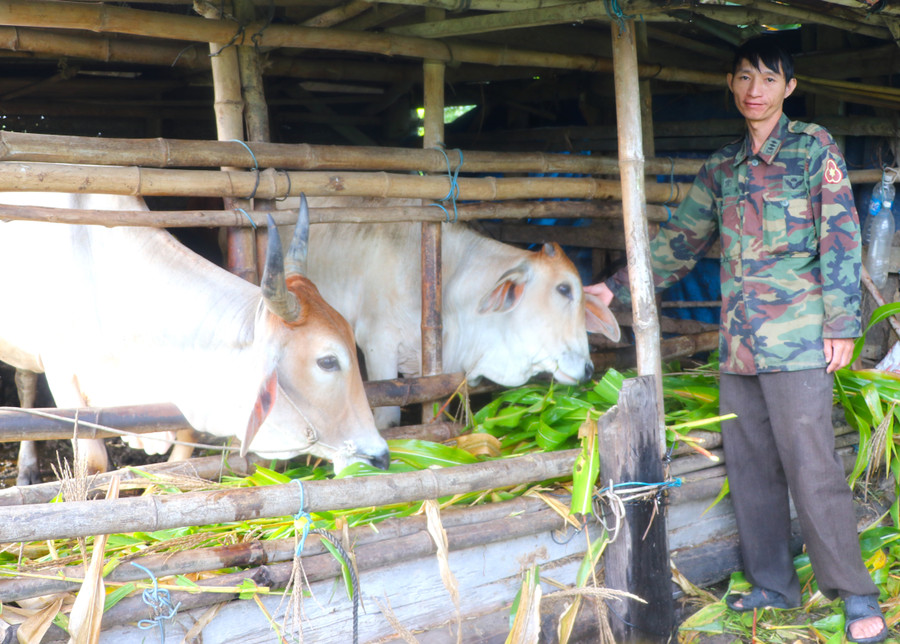 Anh Nguyễn Đức Long (tổ 2, phường An Bình) vay vốn của Phòng Giao dịch Ngân hàng Chính sách Xã hội thị xã An Khê để mua bò, phát triển chăn nuôi. Ảnh: N.M Anh Nguyễn Đức Long (tổ 2, phường An Bình) vay vốn của Phòng Giao dịch Ngân hàng Chính sách Xã hội thị xã An Khê để mua bò, phát triển chăn nuôi. Ảnh: N.M