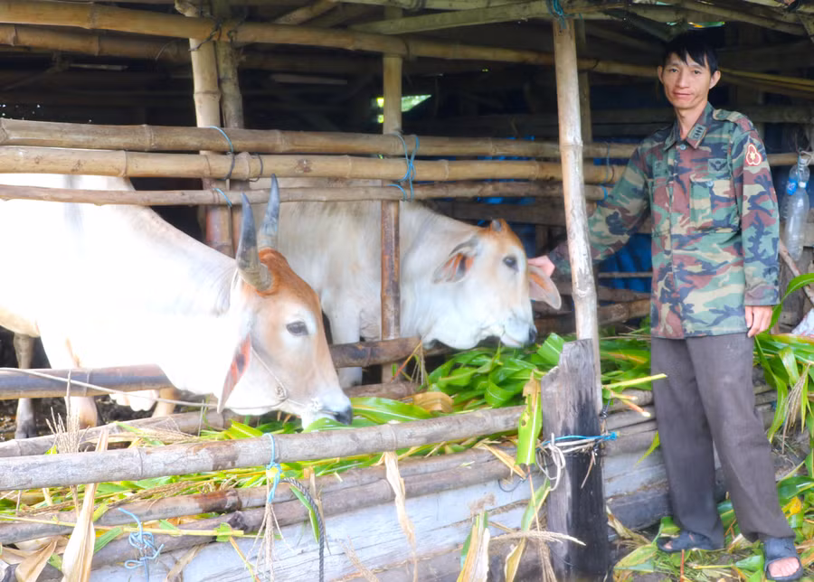 Anh Nguyễn Đức Long (tổ 2, phường An Bình) vay vốn của Phòng Giao dịch Ngân hàng Chính sách Xã hội thị xã An Khê để mua bò, phát triển chăn nuôi. Ảnh: N.M