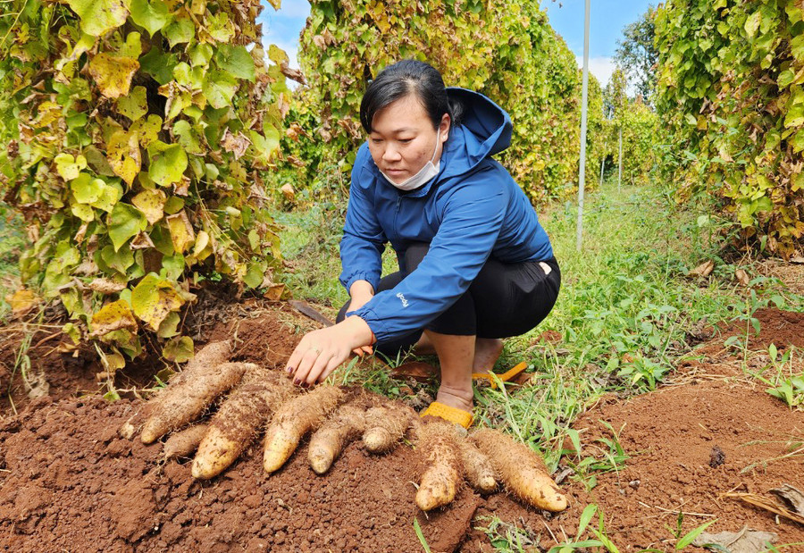 Theo chị Nguyễn Thị Quỳnh Nhung (thôn Bầu Zút, thị trấn Chư Sê), khoai từ được trồng ở địa phương củ có màu vàng sáng, vỏ mỏng, thịt bở và ăn có vị ngọt nên được khách hàng ưa chuộng. Ảnh: P.N Theo chị Nguyễn Thị Quỳnh Nhung (thôn Bầu Zút, thị trấn Chư Sê), khoai từ được trồng ở địa phương củ có màu vàng sáng, vỏ mỏng, thịt bở và ăn có vị ngọt nên được khách hàng ưa chuộng. Ảnh: P.N