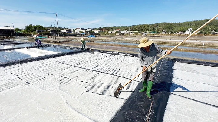 Diêm dân Sa Huỳnh thu hoạch muối.