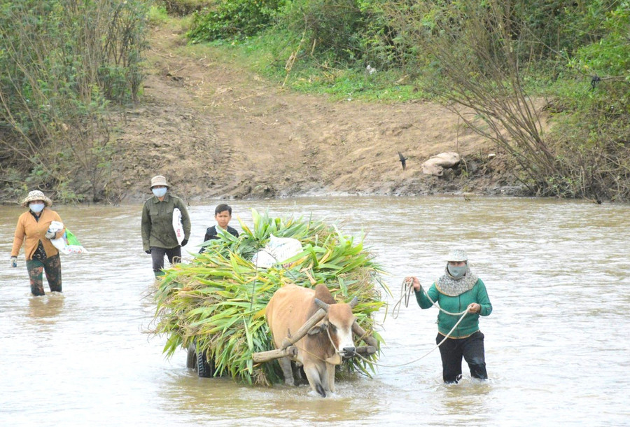 Người dân thị trấn Phú Thiện lội qua sông Ayun để đến khu sản xuất. Ảnh: M.N