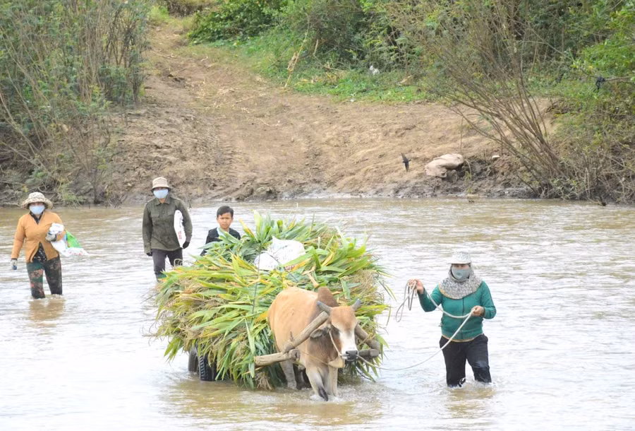 Người dân thị trấn Phú Thiện lội qua sông Ayun để đến khu sản xuất. Ảnh: M.N