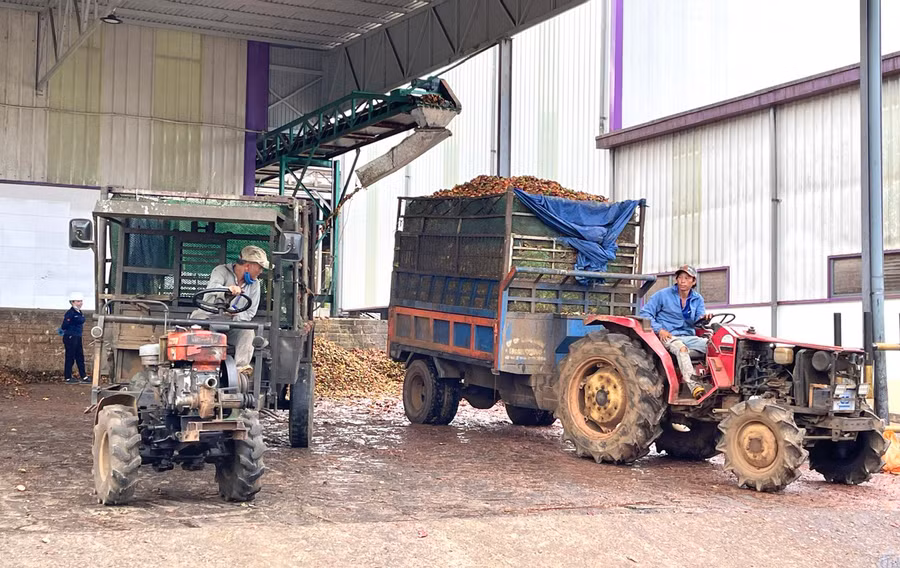 Các xe chở vỏ chanh dây từ nhà máy ra phải đảm bảo vệ sinh môi trường, phủ bạt che kín, không để rỉ nước hoặc vỏ chanh rớt xuống đường. Ảnh: M.N Các xe chở vỏ chanh dây từ nhà máy ra phải đảm bảo vệ sinh môi trường, phủ bạt che kín, không để rỉ nước hoặc vỏ chanh rớt xuống đường. Ảnh: M.N