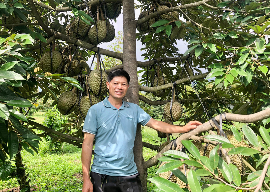 Ông Nguyễn Hữu Hùng (thôn 2, xã Ia Ka) bên vườn sầu riêng cho thu nhập hơn 1 tỷ đồng. Ảnh: L.N Ông Nguyễn Hữu Hùng (thôn 2, xã Ia Ka) bên vườn sầu riêng cho thu nhập hơn 1 tỷ đồng. Ảnh: L.N