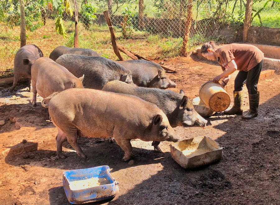 Bà Nguyễn Thị Hoài (làng Triêl, xã Ia Pnôn) chăm sóc đàn heo Broong của gia đình. Ảnh: L.N Bà Nguyễn Thị Hoài (làng Triêl, xã Ia Pnôn) chăm sóc đàn heo Broong của gia đình. Ảnh: L.N