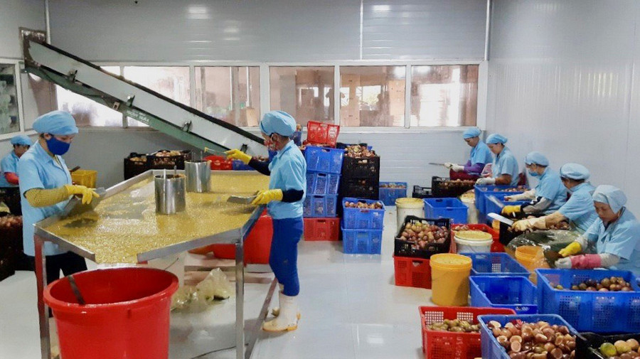 HTX Nông nghiệp và Dịch vụ Hùng Thơm đóng gói chanh dây để xuất khẩu. Ảnh: P.D HTX Nông nghiệp và Dịch vụ Hùng Thơm đóng gói chanh dây để xuất khẩu. Ảnh: P.D