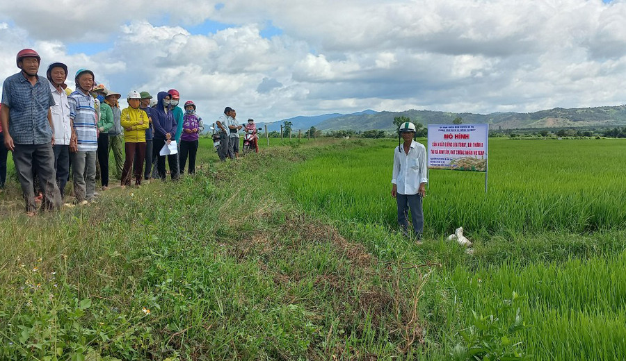 Các hộ dân tham quan thực tế tại ruộng lúa tham gia mô hình sản xuất theo tiêu chuẩn VietGAP. Ảnh: Phạm Ngọc