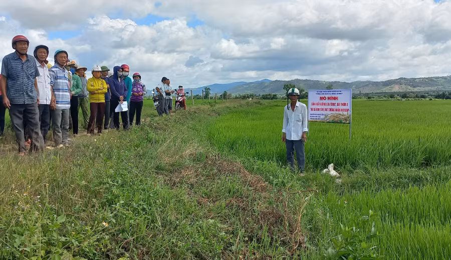 Các hộ dân tham quan thực tế tại ruộng lúa tham gia mô hình sản xuất theo tiêu chuẩn VietGAP. Ảnh: Phạm Ngọc