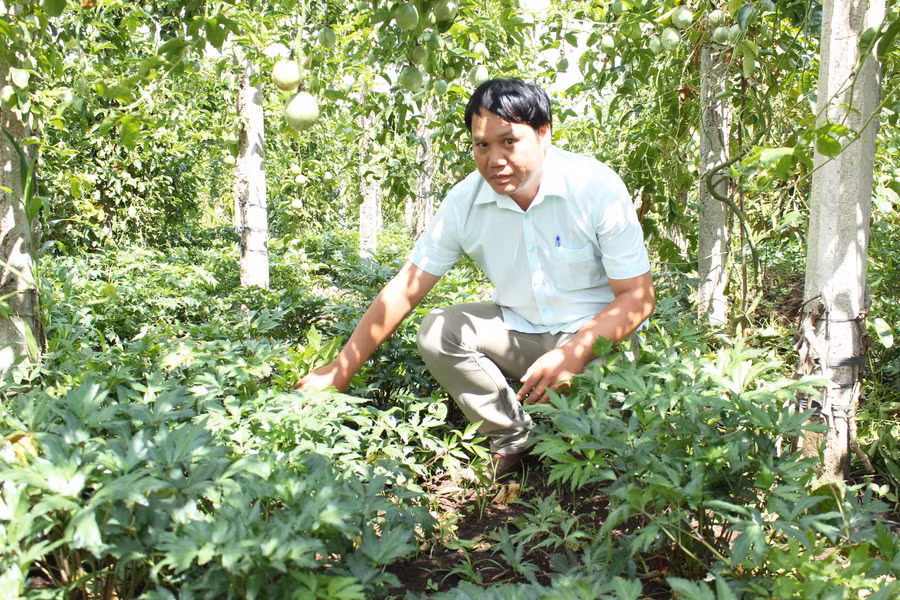 Người dân xã Chư Đang Ya (huyện Chư Păh) phát triển vùng nguyên liệu sâm đương quy. Ảnh: Nguyễn Diệp