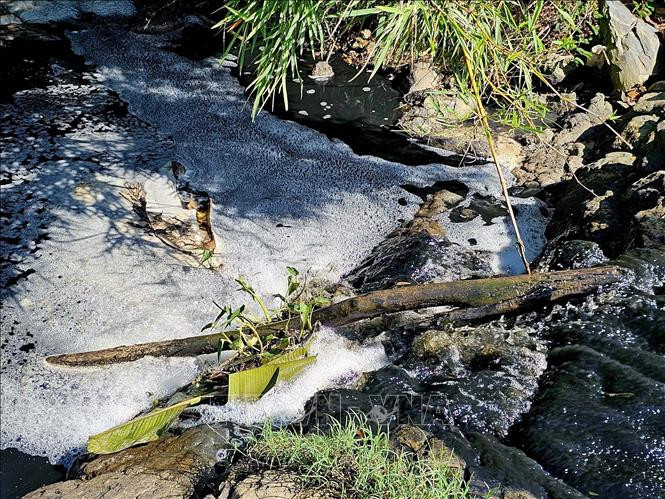 Nước suối màu đen kịt, sủi bọt nghi do nước thải từ các trang trại chăn nuôi lợn. Ảnh: TTXVN phát