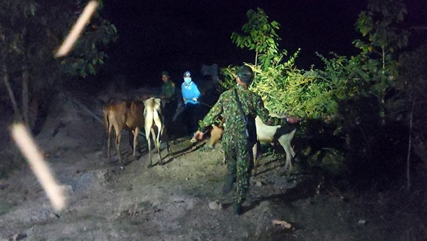 Vây bắt đối tượng lùa đàn bò bị bệnh lở mồm long móng từ Campuchia vào nội địa tiêu thụ Vây bắt đối tượng lùa đàn bò bị bệnh lở mồm long móng từ Campuchia vào nội địa tiêu thụ