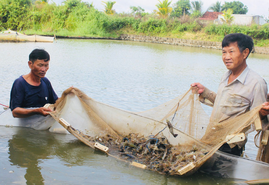 Các hộ dân phấn khởi thu hoạch tôm càng xanh sau 7 tháng chăm sóc. Ảnh: V.C