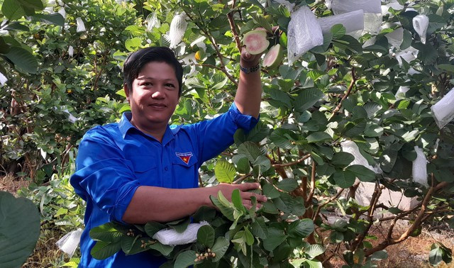Kiếm thêm hàng chục triệu đồng mỗi tháng nhờ trồng ổi Ruby - Ảnh 1. Nhờ mạnh dạn chuyển đổi sang trồng ổi Ruby, anh Nhiên đã kiếm thêm thu nhập khá cao. Ảnh: NVCC