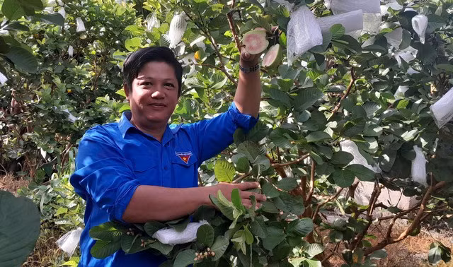 Nhờ mạnh dạn chuyển đổi sang trồng ổi Ruby, anh Nhiên đã kiếm thêm thu nhập khá cao. Ảnh: NVCC