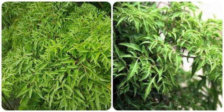 Bộ phận nào của cây đinh lăng dùng làm thuốc là thắc mắc của nhiều người. Bộ phận nào của cây đinh lăng dùng làm thuốc là thắc mắc của nhiều người.