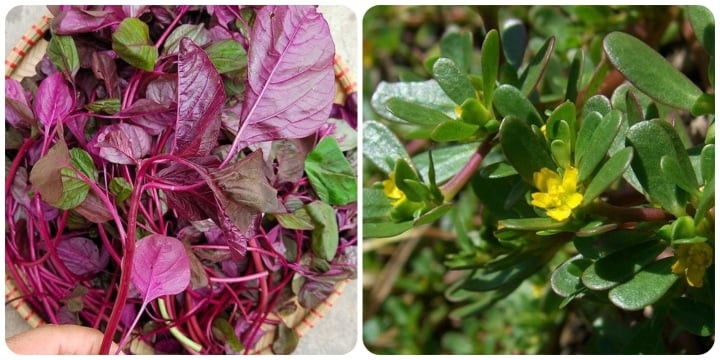 Rau sam và rau dền rất tốt cho sức khỏe.