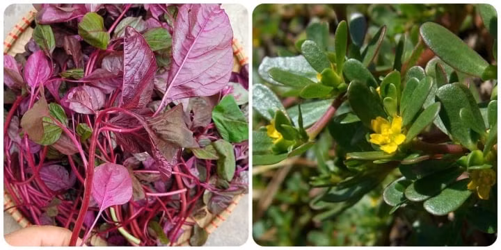 Rau sam và rau dền rất tốt cho sức khỏe.