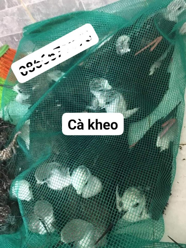 Chim cà kheo tự nhiên được giao bán để phóng sinh Chim cà kheo tự nhiên được giao bán để phóng sinh