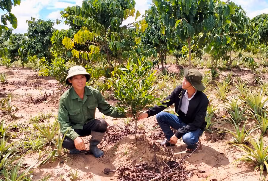 Mô hình trồng xen cây mắc ca trong vườn cà phê của người dân huyện Kbang. Ảnh: L.N