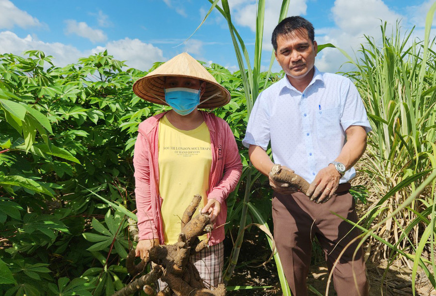 Sau hơn 7 tháng xuống giống, rẫy mì của gia đình bà Nguyễn Thị Mai (thôn Đồng Sơn, xã Kim Tân) phát triển tốt, không bị nhiễm bệnh khảm lá. Ảnh: P.N