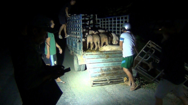 Phát hiện đầu nậu đang tập kết lợn lên xe để chuyển sâu vào nội địa Phát hiện đầu nậu đang tập kết lợn lên xe để chuyển sâu vào nội địa