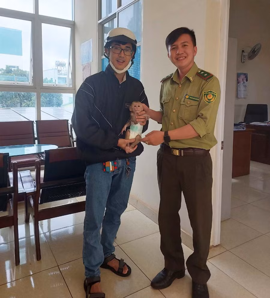 Người dân tự nguyện giao nộp cá thể khỉ đuôi lợn quý hiếm cho lực lượng Kiểm lâm để thả về môi trường tự nhiên. Ảnh: N.D