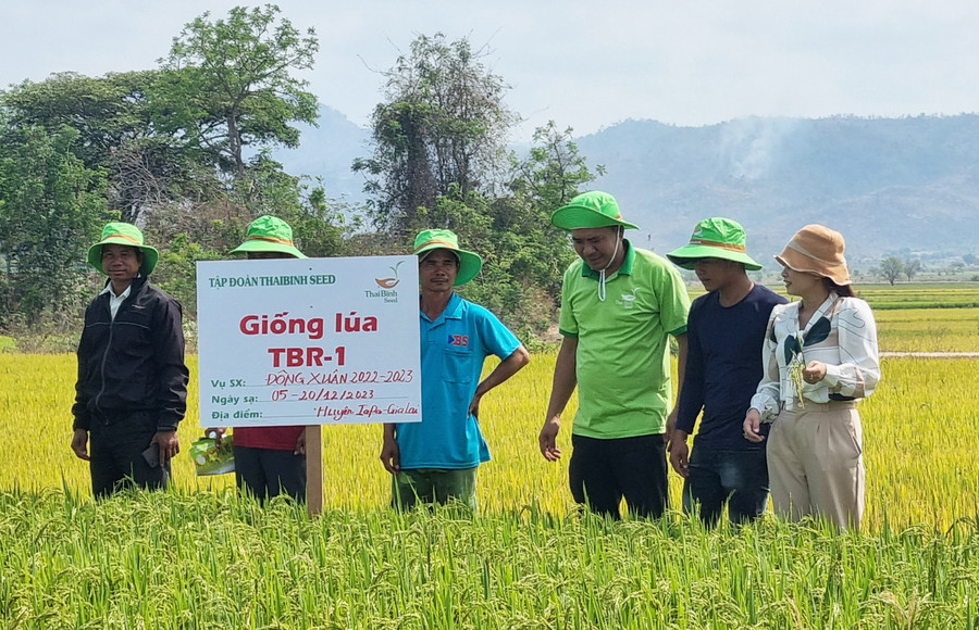 Nhờ có nguồn nước từ kênh mương thủy lợi, ông Ksor Nai (bìa trái, buôn Ama Hlăk, xã Chư Mố) đã tham gia mô hình sản xuất giống lúa xác nhận TBR1 cho năng suất cao. Ảnh: P.N