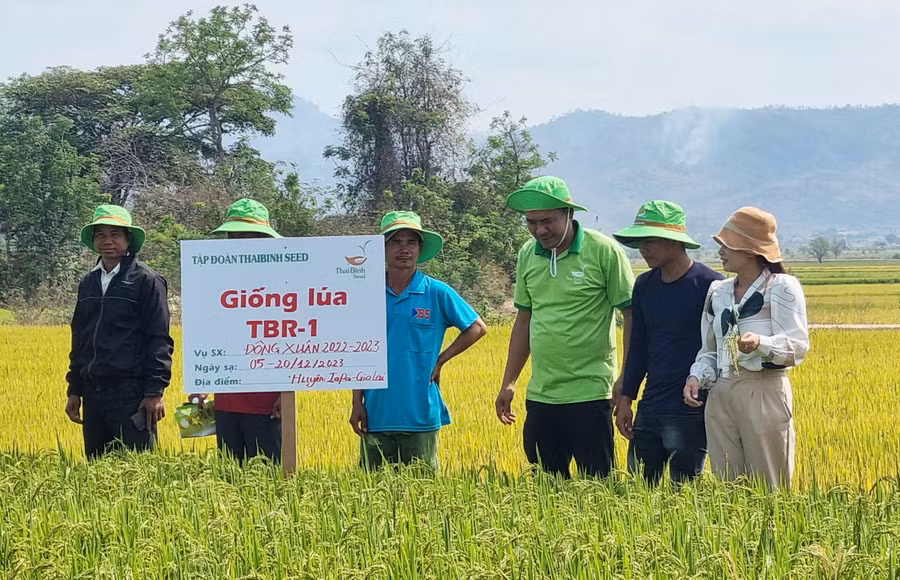 Nhờ có nguồn nước từ kênh mương thủy lợi, ông Ksor Nai (bìa trái, buôn Ama Hlăk, xã Chư Mố) đã tham gia mô hình sản xuất giống lúa xác nhận TBR1 cho năng suất cao. Ảnh: P.N