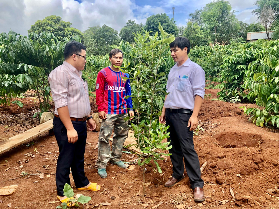 Nhiều hộ dân ở huyện Chư Păh phát triển mô hình trồng xen cây mắc ca trong vườn cà phê. Ảnh: L.N Nhiều hộ dân ở huyện Chư Păh phát triển mô hình trồng xen cây mắc ca trong vườn cà phê. Ảnh: L.N