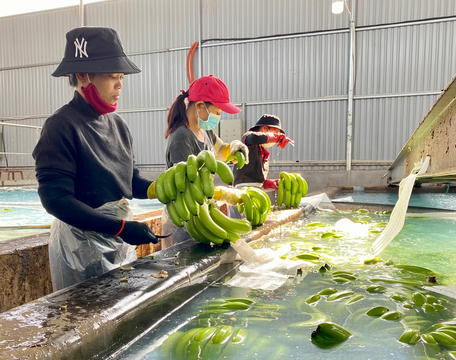 Nhờ cơ chế thông thoáng, Gia Lai thu hút được nhiều dự án đầu tư ở lĩnh vực nông nghiệp công nghệ cao, phục vụ xuất khẩu. Ảnh: Hà Duy Nhờ cơ chế thông thoáng, Gia Lai thu hút được nhiều dự án đầu tư ở lĩnh vực nông nghiệp công nghệ cao, phục vụ xuất khẩu. Ảnh: Hà Duy